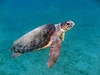 Loggerhead Sea Turtle - Photo (c) Roberto Pillon, some rights reserved (CC BY-NC), uploaded by Roberto Pillon