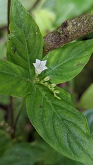 Spigelia humboldtiana