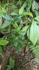 Spigelia humboldtiana