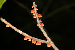 Anthracophyllum