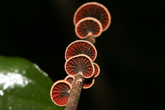 Anthracophyllum