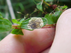 Ectoedemia septembrella