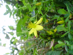 Ectoedemia septembrella