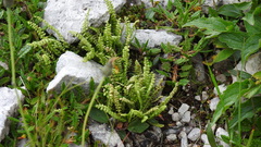 Asplenium viride image