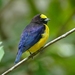 Purple-throated Euphonia - Photo (c) Egon Fink, some rights reserved (CC BY)