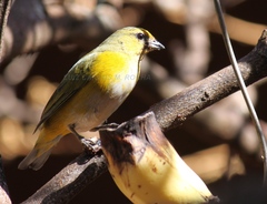 Purple-Throated Euphonia photo 5