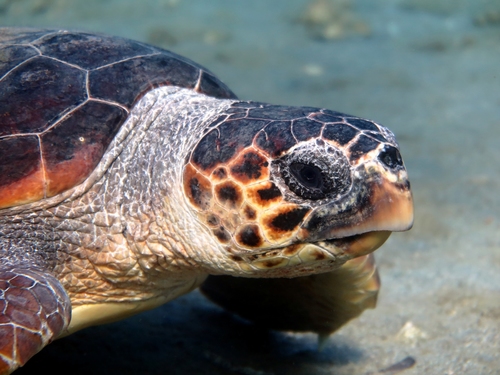 Loggerhead Sea Turtle