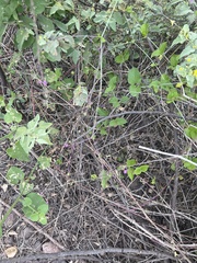 Commicarpus tuberosus