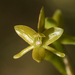 Stiff Flower Star Orchid - Photo (c) Logan Crees, some rights reserved (CC BY-NC), uploaded by Logan Crees