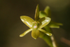Stiff Flower Star Orchid - Photo (c) Logan Crees, some rights reserved (CC BY-NC), uploaded by Logan Crees