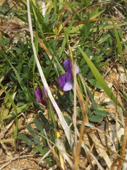 Vicia bungei
