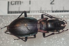 Carabus auriculatus