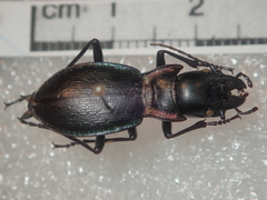 Carabus auriculatus