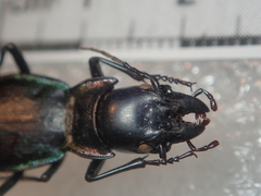 Carabus auriculatus