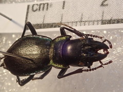 Carabus auriculatus