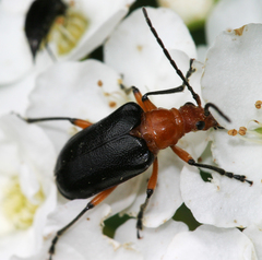 Brachysomida nigripennis