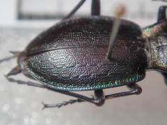 Carabus auriculatus