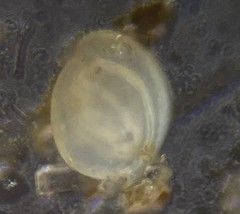 Miliolinella subrotunda