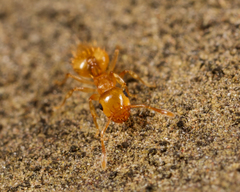 Crematogaster minutissima
