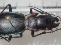 Carabus auriculatus