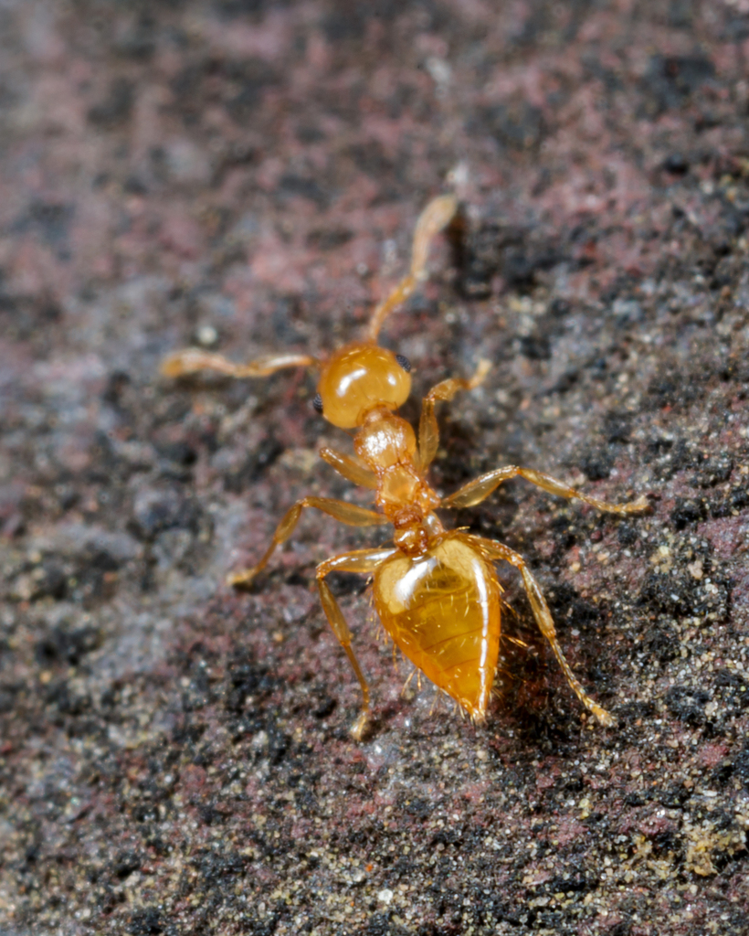Forest Floor Yellow Acrobat Ant