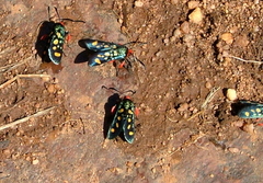 Arniocera auriguttata