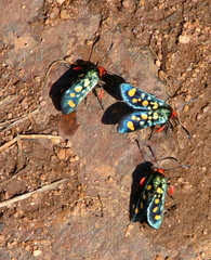Arniocera auriguttata