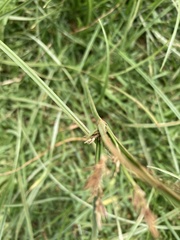 Cyperus