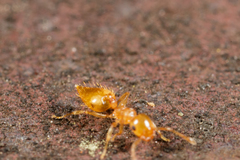 Crematogaster minutissima