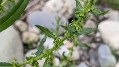 Rumex dentatus