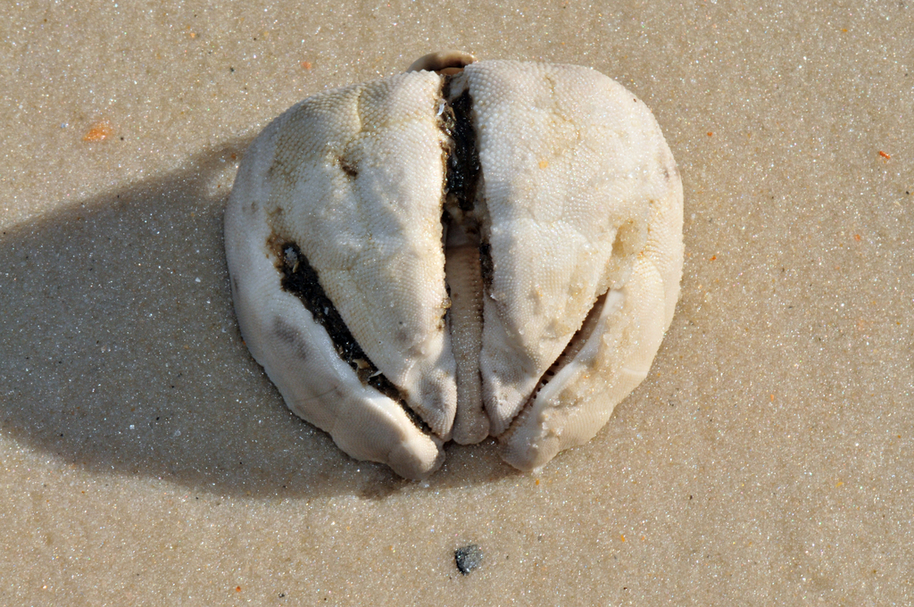 heart urchin