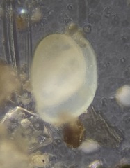 Miliolinella subrotunda