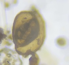Miliolinella subrotunda