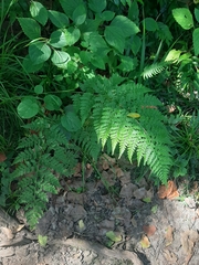 Dryopteris inaequalis