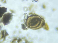 Miliolinella subrotunda