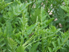 Eurydema gebleri