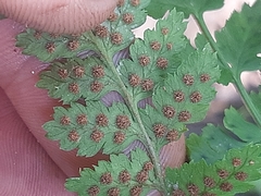 Dryopteris inaequalis