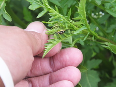Eurydema gebleri