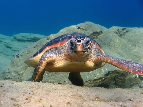 Loggerhead Sea Turtle