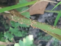 Dryopteris inaequalis