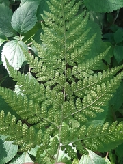 Dryopteris inaequalis