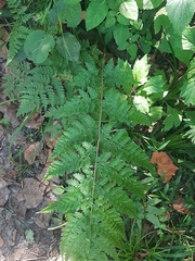 Dryopteris inaequalis
