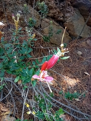 Bejaria