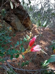Bejaria