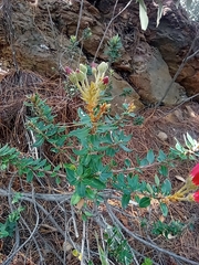 Bejaria
