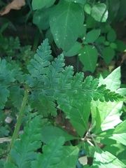 Dryopteris inaequalis