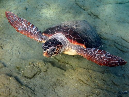 Loggerhead Sea Turtle