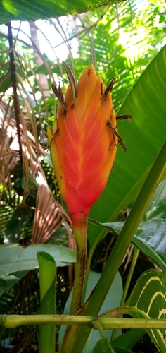 Heliconia episcopalis Vell.