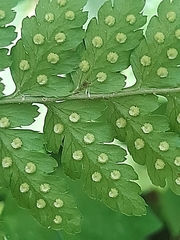 Dryopteris inaequalis