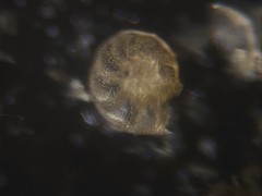 Elphidiidae